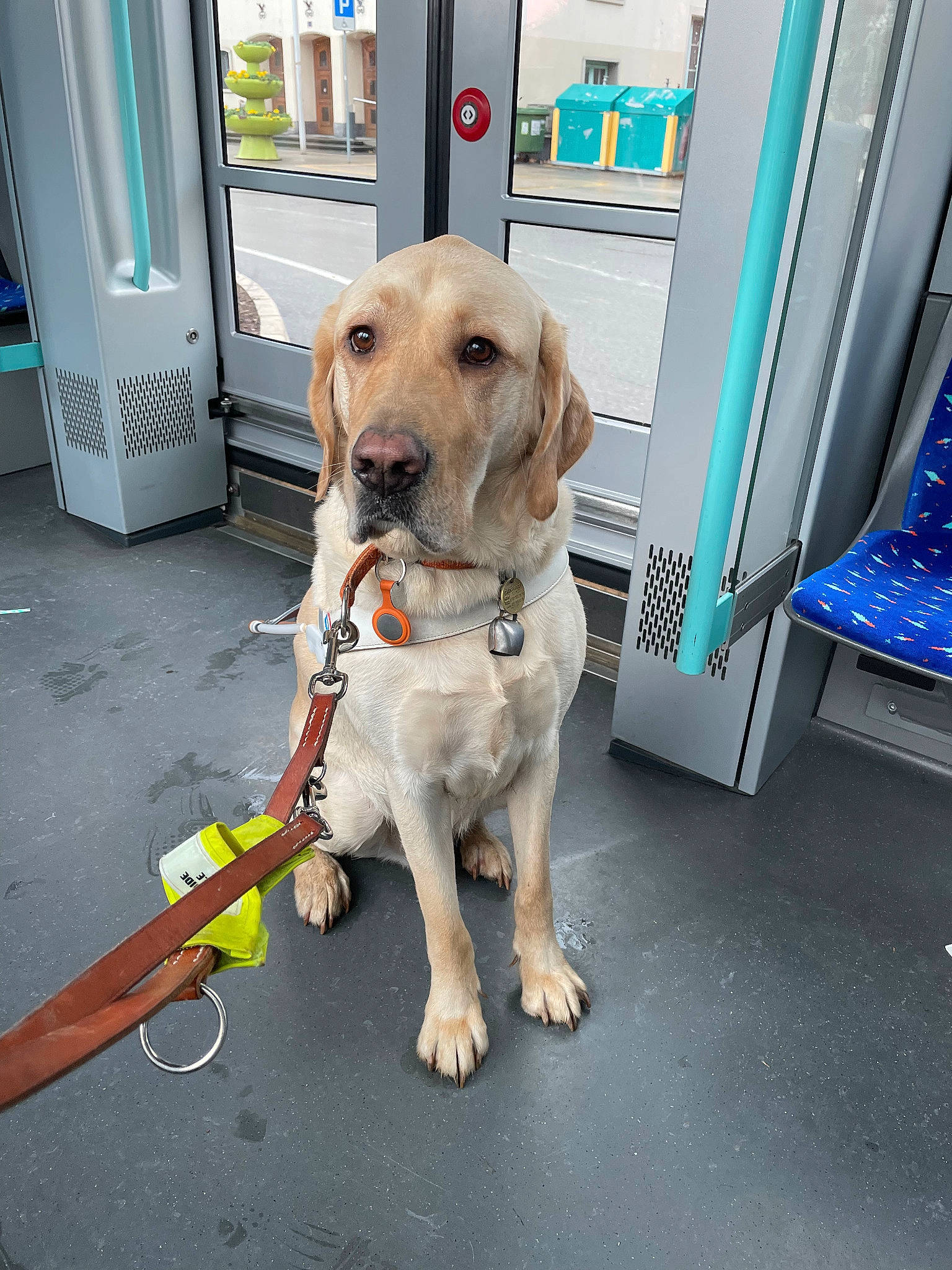 Ethos a rejoint le concours — aidez-le/la à gagner de superbes lots ! canidae, carnivore, collar, companion_dog, dog, dog_breed, dog_collar, dog_supply, fashion_accessory, fawn, flooring, gun_dog, leash, pet_supply, service, sidewalk, snout, tail, vehicle_door, working_animal