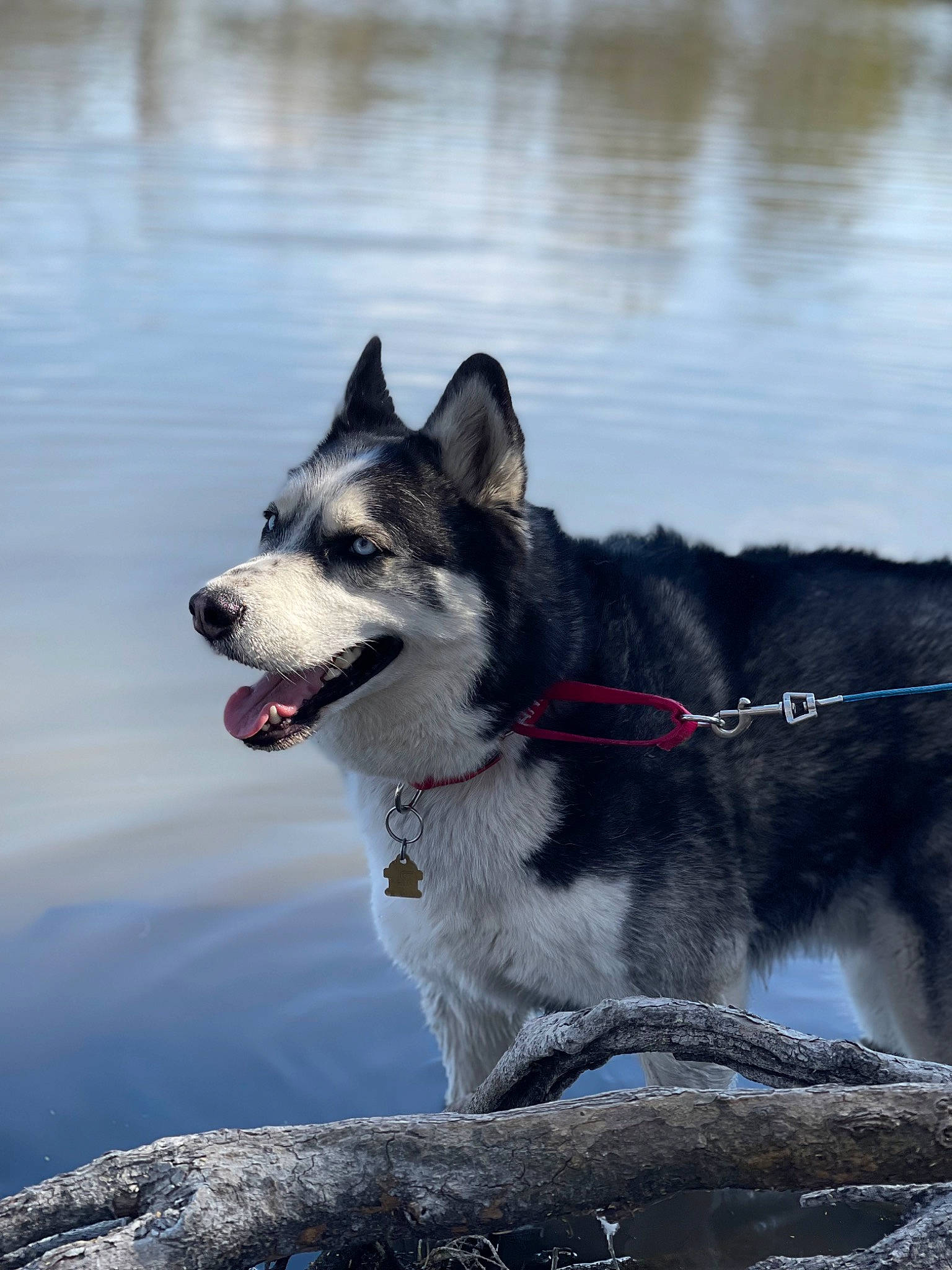 Panda is registered to the contest to win money with this photo: art, canidae, carnivore, collar, dog, dog_breed, fur, grey, lake, rock, sled_dog, snout, sporting_group, tail, terrestrial_animal, water, wildlife, wolf, working_animal, working_dog
