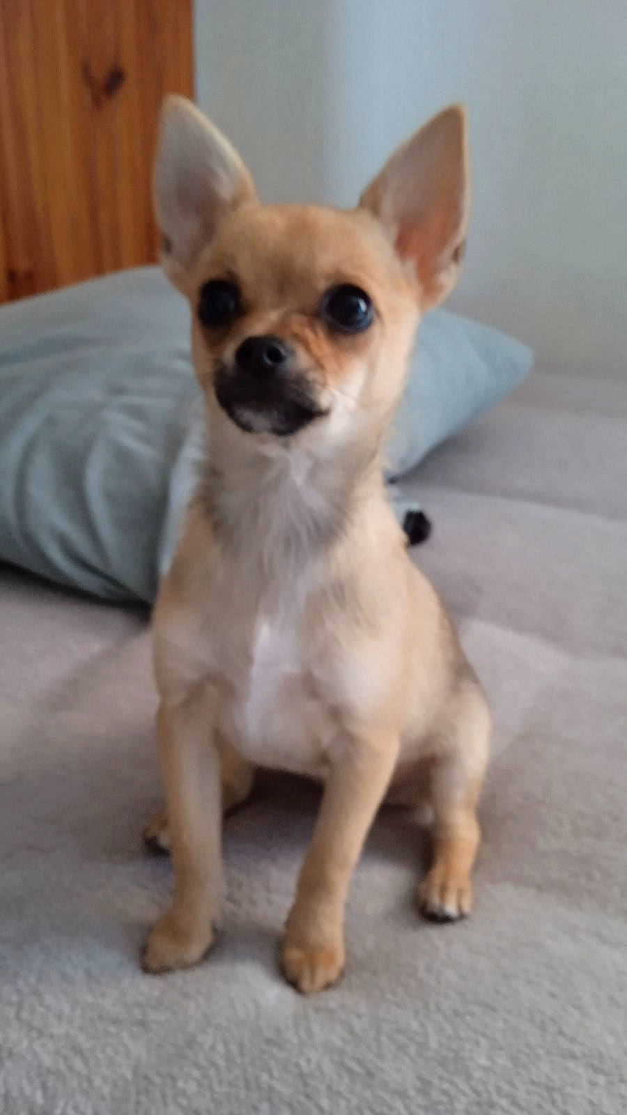 Uanna a rejoint le concours — aidez-le/la à gagner de superbes lots ! ancient_dog_breeds, canidae, carnivore, chihuahua, companion_dog, corgi_chihuahua, dog, dog_breed, dog_supply, ear, fawn, fur, paw, snout, sporting_group, tail, terrestrial_animal, toy_dog, whiskers, working_animal