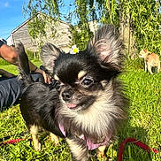 Gaïa a rejoint le concours — aidez-le/la à gagner de superbes lots ! dog, chihuahua, flower, grass, outdoor, sunlight, leafy_tree, person, blue_sky, pet, small_dog, animal, nature, leash, playing, cute, canine, summer, garden, happy