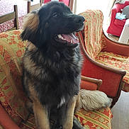 Aalya a rejoint le concours — aidez-le/la à gagner de superbes lots ! dog, puppy, armchair, indoor, furniture, patterned_fabric, happy, sitting, fluffy, natural_light, window, curtains, wooden_chair, home_interior, smiling, pet, cozy, living_room, tail, tongue_out