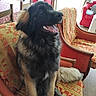 dog, puppy, armchair, indoor, furniture, patterned_fabric, happy, sitting, fluffy, natural_light, window, curtains, wooden_chair, home_interior, smiling, pet, cozy, living_room, tail, tongue_out