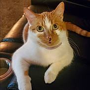 Tinkie is registered to the contest to win money with this photo: carpet, cat, close_up, cozy, curious_eyes, cute, domestic_animal, feline, green_eyes, house_pet, indoor, leather_furniture, living_room, orange_and_white, paw, pet, recliner, relaxed, resting, whiskers