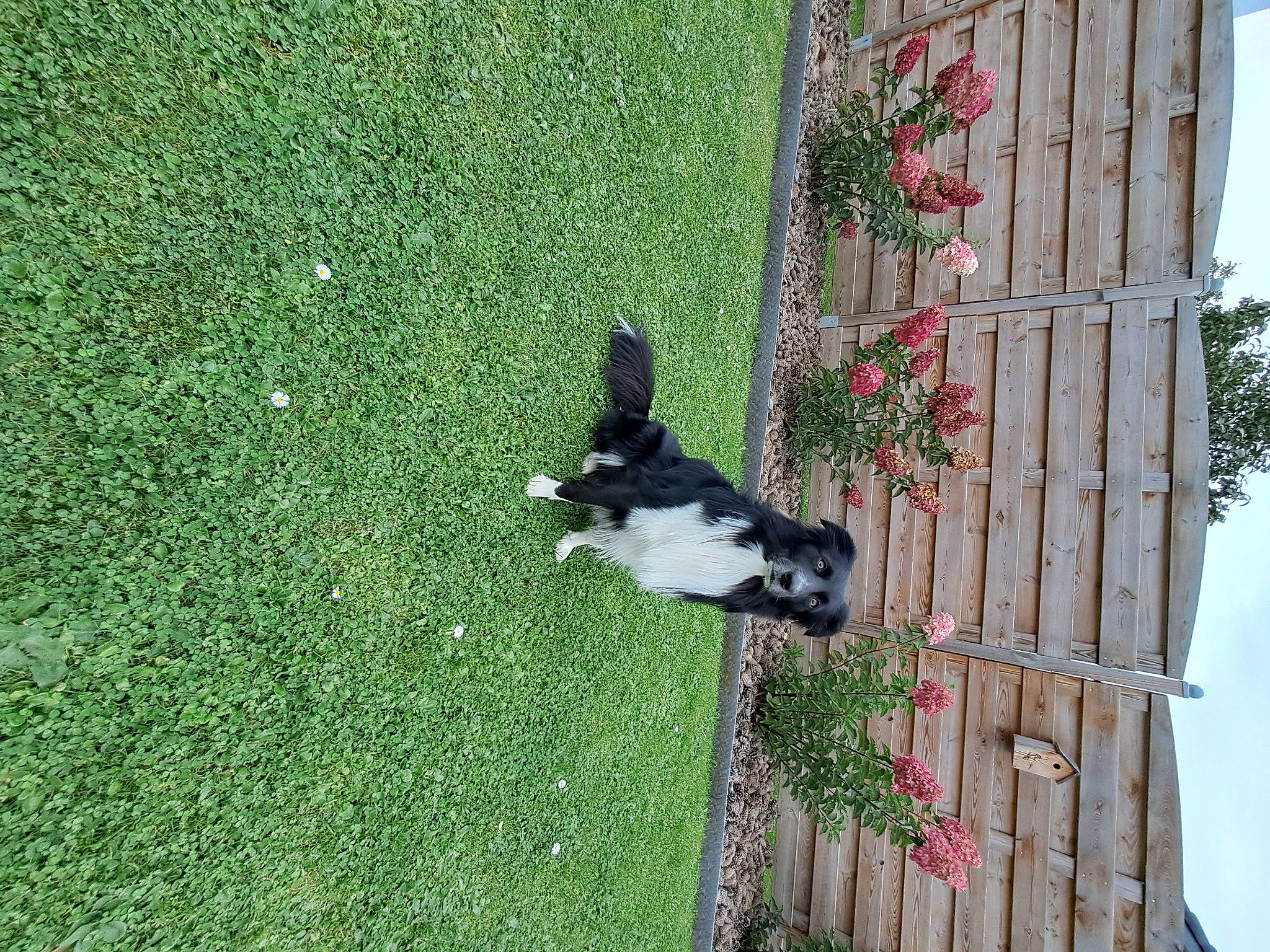 Floki participe au concours pour gagner de l'argent avec cette photo : beak, carmine, carnivore, dog, dog_breed, flooring, garden, grass, groundcover, landscape, landscaping, lawn, plant, shrub, sky, sporting_group, tail, tree, wood, yard