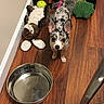 Pipsqueak joined the competition — help win amazing prizes! dog, puppy, wooden_floor, water_bowl, toy, plush_toy, indoor, small_dog, curious, pet, animal, flooring, playful, looking_up, spot_pattern, ears_up, brown_floor, metal_bowl, stuffed_animal, corner