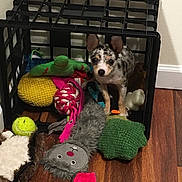 Pipsqueak is registered to the contest to win money with this photo: puppy, dog, toy, crate, plastic_crate, floor, wooden_floor, indoor, pet, play, colorful, stuffed_toy, rope_toy, tennis_ball, cute, small_dog, animal, domestic_animal, looking_up, spot