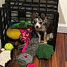 puppy, dog, toy, crate, plastic_crate, floor, wooden_floor, indoor, pet, play, colorful, stuffed_toy, rope_toy, tennis_ball, cute, small_dog, animal, domestic_animal, looking_up, spot