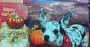 Pipsqueak joined the competition — help win amazing prizes! dog, bandana, pumpkin, autumn_leaves, checkered_blanket, harvest_sign, jack_o_lantern, fall_decor, hay, small_dog, spotted_dog, red_bandana, decorative_pumpkin, orange_pumpkin, gold_pumpkin, festive, indoor, holiday, cute, animal