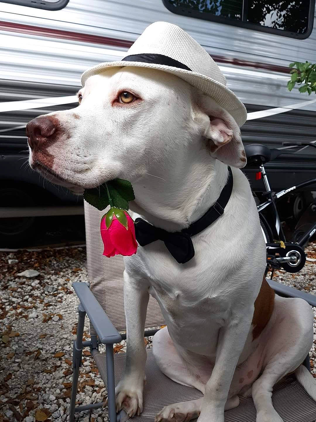 Cooper is registered to the contest to win money with this photo: canidae, carnivore, collar, companion_dog, dog, dog_breed, dog_collar, dog_supply, fashion_accessory, fawn, hat, leash, liver, mammal, pet_supply, snout, sporting_group, sun_hat, whiskers, working_animal