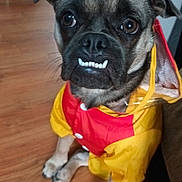 Pippin is registered to the contest to win money with this photo: animal, canine, companion, cute, dog, ears, expression, eyes, floor, fur, indoors, mouth, nose, pet, raincoat, red_clothing, sitting, teeth, wooden_floor, yellow_clothing