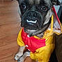 animal, canine, companion, cute, dog, ears, expression, eyes, floor, fur, indoors, mouth, nose, pet, raincoat, red_clothing, sitting, teeth, wooden_floor, yellow_clothing
