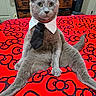 Ocean is registered to the contest to win money with this photo: cat, gray_cat, pet, animal, bed, bedspread, hello_kitty_pattern, tie, collar, indoor, furniture, dresser, television, fan, sitting, cute, funny, portrait, feline, domestic_animal