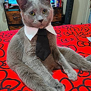 Ocean is registered to the contest to win money with this photo: animal, bed, bedspread, black_pattern, cat, collar, cute, domestic_cat, ears, fur, furniture, gray_cat, indoor, looking_at_camera, paws, pet, red, relaxed, tie, whiskers