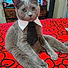 cat, gray_cat, pet, animal, tie, collar, bed, bedspread, red, black_pattern, indoor, furniture, relaxed, looking_at_camera, fur, whiskers, ears, paws, domestic_cat, cute