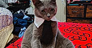 Ocean is registered to the contest to win money with this photo: cat, gray_cat, bed, bedspread, tie, collar, indoor, furniture, clutter, television, drawer, clothing, sitting, pet, animal, cute, room, fabric, household, feline