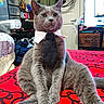 Ocean joined the competition — help win amazing prizes! cat, gray_cat, tie, collar, bed, bedspread, red, black_pattern, indoor, furniture, clothing, pet, sitting, animal, domestic_animal, portrait, furry, cute, room, household