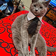 Ocean joined the competition — help win amazing prizes! cat, gray_cat, tie, collar, pet, feline, indoor, red_background, pattern, black_pattern, sitting, animal, fur, cute, domestic_cat, resting, closeup, bedroom, furniture, decor