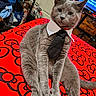 cat, gray_cat, tie, collar, pet, feline, indoor, red_background, pattern, black_pattern, sitting, animal, fur, cute, domestic_cat, resting, closeup, bedroom, furniture, decor