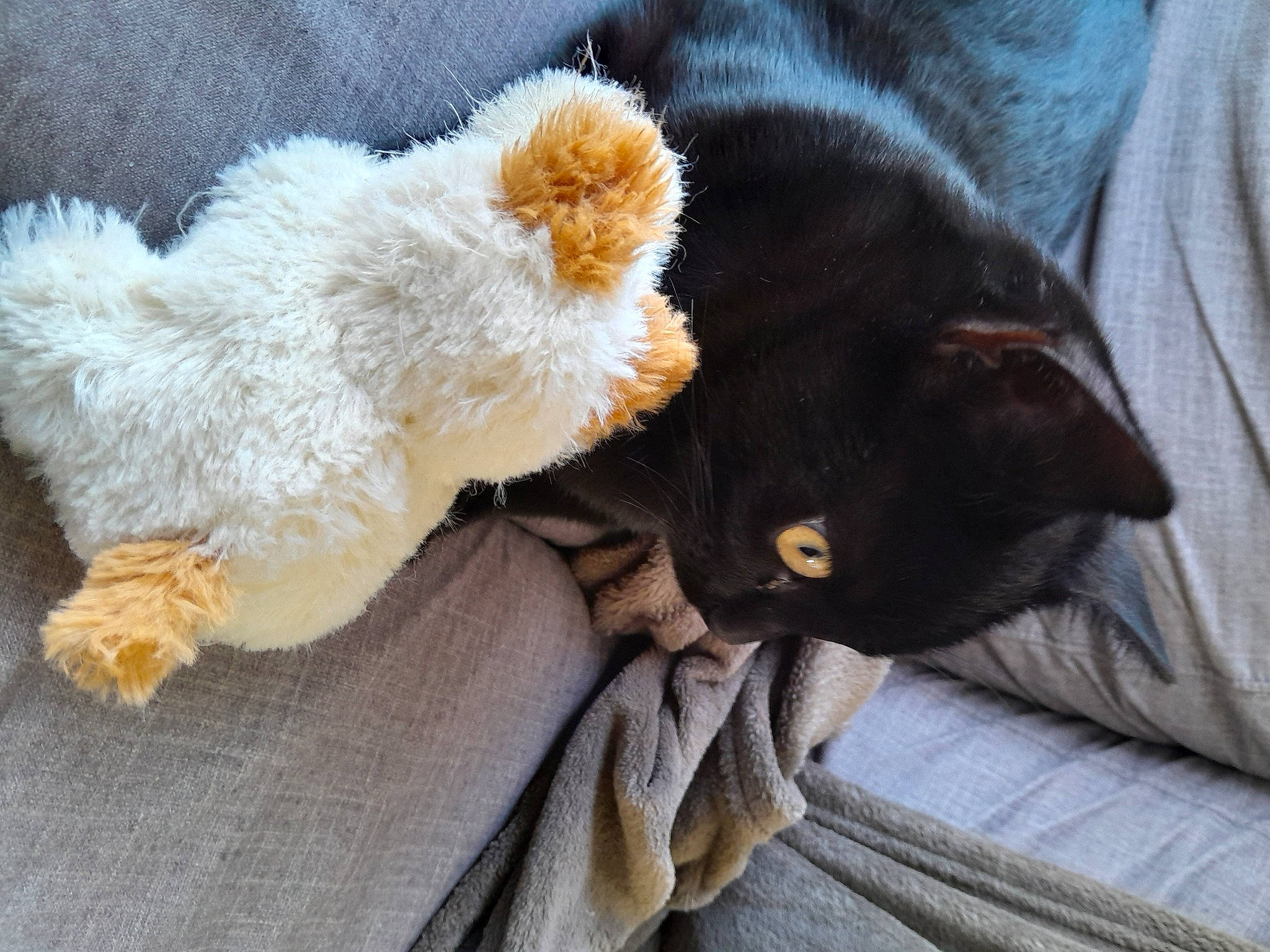 Night a rejoint le concours — aidez-le/la à gagner de superbes lots ! black_cat, bombay, carnivore, cat, claw, comfort, companion_dog, dog_breed, domestic_short_haired_cat, felidae, fur, grey, paw, small_to_medium_sized_cats, snout, stuffed_toy, tail, toy, whiskers, wool