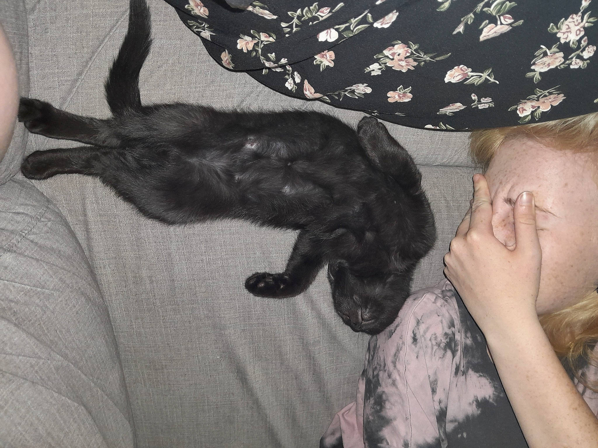 Night participe au concours pour gagner de l'argent avec cette photo : black_cat, bombay, canidae, carnivore, cat, claw, comfort, companion_dog, dog_breed, domestic_short_haired_cat, ear, felidae, fur, gesture, happy, small_to_medium_sized_cats, snout, sporting_group, tail, whiskers