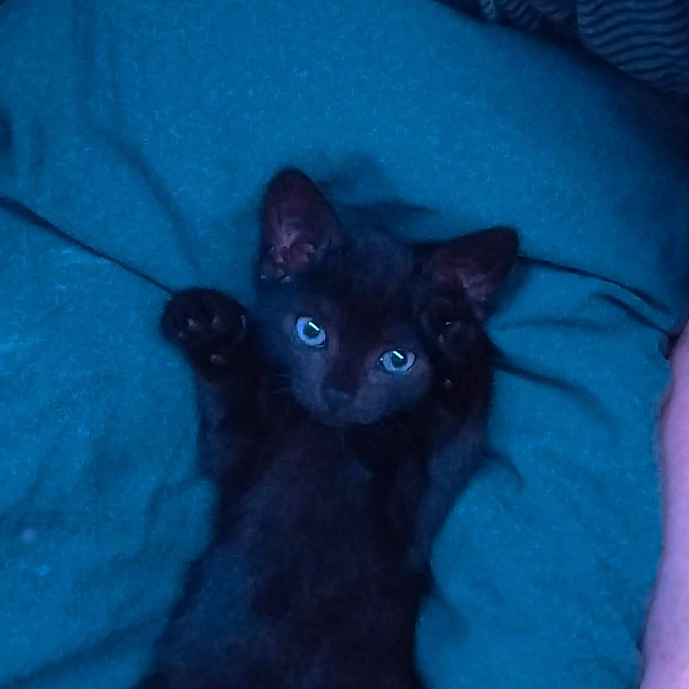 Night a rejoint le concours — aidez-le/la à gagner de superbes lots ! black_cat, bombay, carnivore, cat, comfort, darkness, domestic_short_haired_cat, electric_blue, felidae, fur, iris, small_to_medium_sized_cats, snout, tail, terrestrial_animal, whiskers