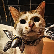 Bibou a rejoint le concours — aidez-le/la à gagner de superbes lots ! animal, background_blur, bow_tie, cat, close_up, curious, cute, domestic_animal, face, fashion_accessory, feline, fur, indoor, looking, muzzle, pet, portrait, soft_lighting, whiskers, wide_eyes