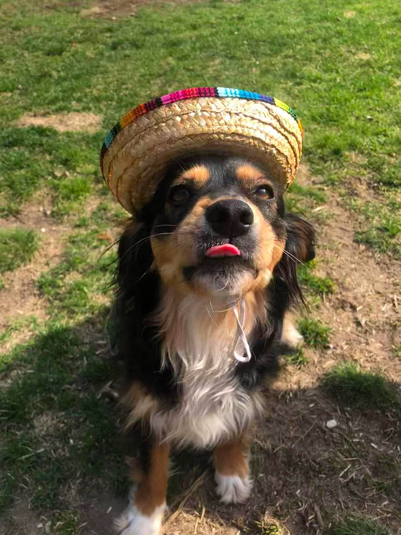 Hardy joined the competition — help win amazing prizes! canidae, carnivore, companion_dog, dog, dog_breed, dog_collar, dog_supply, fashion_accessory, fawn, fur, grass, leash, liver, small_terrier, snout, soil, sporting_group, terrier, toy_dog, working_animal