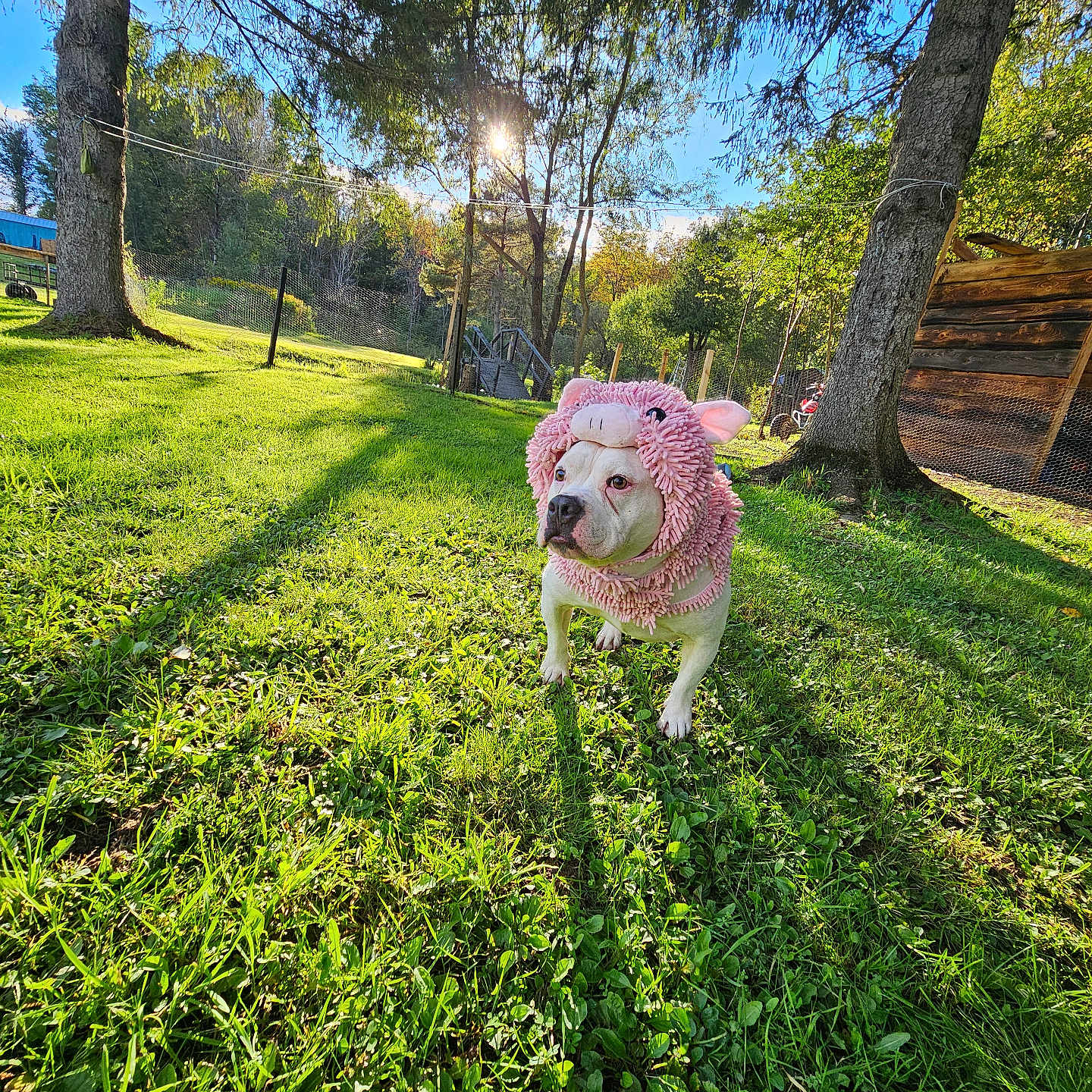 Chaka Tatonka joined the competition — help win amazing prizes! animal, canine, cap, clothing, dog, field, grass, grassland, grove, hat, land, nature, outdoors, park, pet, plant, summer, tree, vegetation, woodland