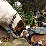 dog, dog_face, white_fur, brown_markings, collar, id_tag, sniffing, rocks, rockery, pond_liner, garden, ornamental_globe, garden_statue, mosaic, decorative_items, foliage, outdoor, close_up, nose, yard