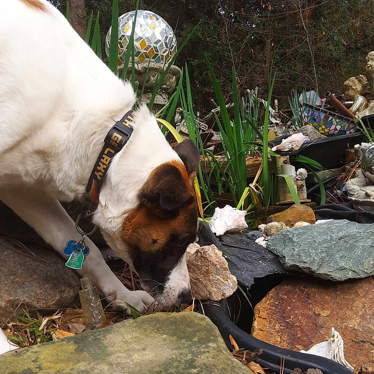 Atari joined the competition — help win amazing prizes! brown_markings, close_up, collar, decorative_items, dog, dog_face, foliage, garden, garden_statue, id_tag, mosaic, nose, ornamental_globe, outdoor, pond_liner, rockery, rocks, sniffing, white_fur, yard