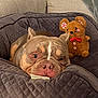 bulldog, dog, pet, stuffed_toy, plush, dog_bed, cozy, indoor, furniture, couch, blanket, cute, animal, nose, ears, face, toy, red_bow, quilted, relaxing