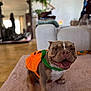 Miso is registered to the contest to win money with this photo: dog, bulldog, costume, orange, pumpkin, pet, smiling, indoor, rug, living_room, couch, furniture, happy, brown, white, animal, cute, portrait, canine, domestic