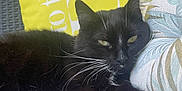 Oreo participe au concours pour gagner de l'argent avec cette photo : animal, architecture, bed, bedroom, blackcat, building, cat, couch, cushion, furniture, homedecor, indoors, kitten, livingroom, manx, person, pet, quilt, room, sleeping