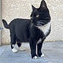 alert, animal, beige_wall, black_and_white, cat, closeup, curious, feline, fur, mammal, outdoor, paw, pet, side_view, standing, tail, tile_floor, tuxedo_cat, whiskers, yellow_eyes