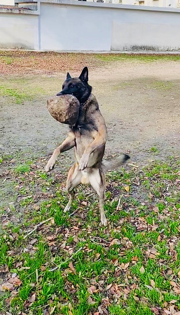 Kayzer participe au concours pour gagner de l'argent avec cette photo : alaunt, canidae, carnivore, dog, dog_breed, dutch_shepherd_dog, german_shepherd_dog, guard_dog, hunting_dog, mammal, vertebrate, working_dog