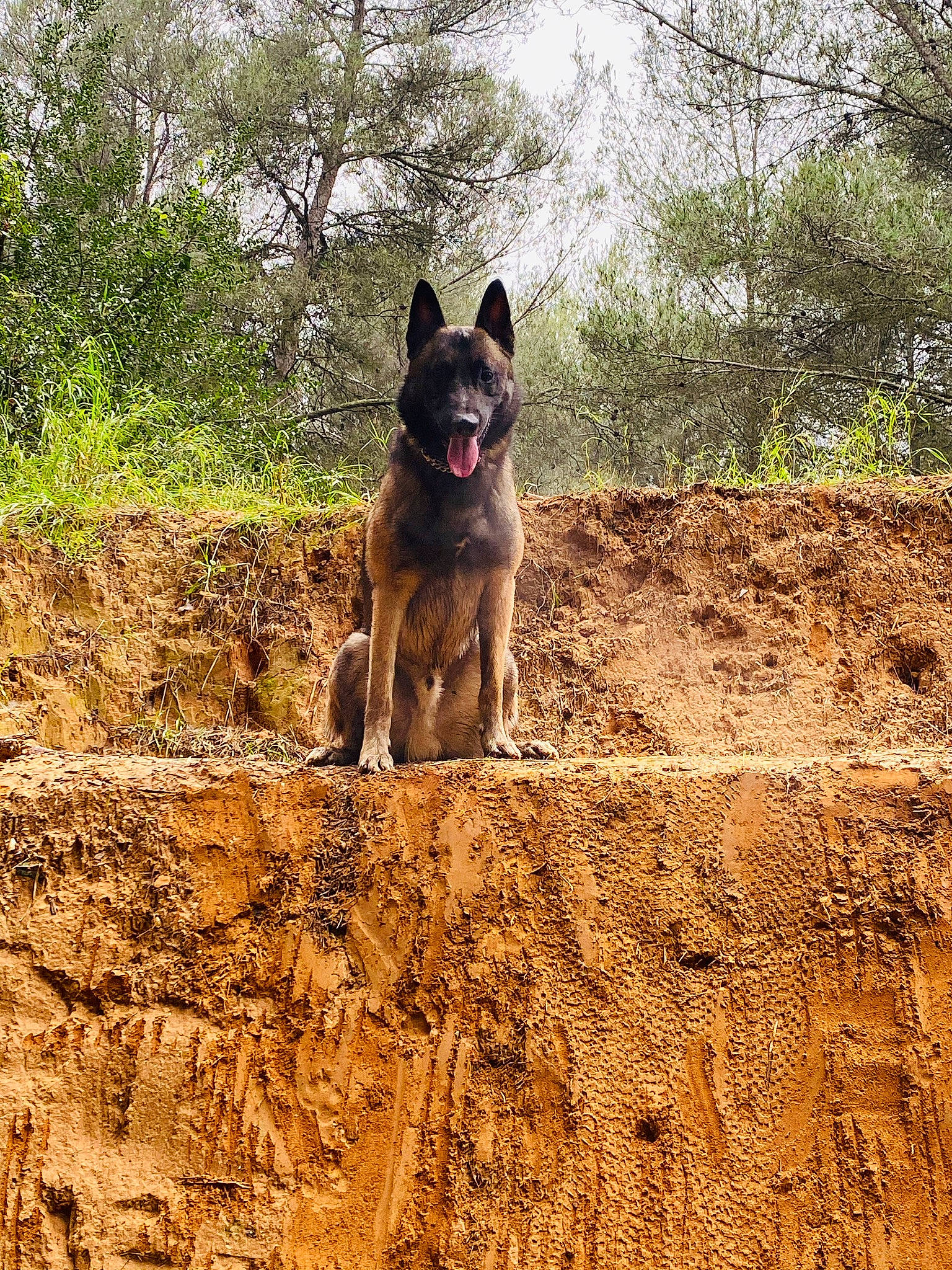 Kayzer participe au concours pour gagner de l'argent avec cette photo : belgian_shepherd, belgian_shepherd_malinois, canidae, carnivore, dog, dog_breed, east_european_shepherd, fawn, german_shepherd_dog, herding_dog, kunming_wolfdog, mammal, old_german_shepherd_dog, plant, shiloh_shepherd_dog, tervuren, tree, vertebrate, wildlife, working_dog