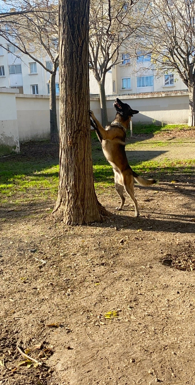 Kayzer a rejoint le concours — aidez-le/la à gagner de superbes lots ! belgian_shepherd_malinois, canidae, carnivore, dog, dog_breed, fawn, kangaroo, macropodidae, marsupial, plant, tail, tree, trunk, whippet, working_dog