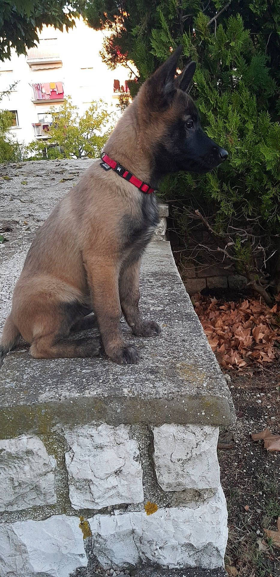 Kayzer participe au concours pour gagner de l'argent avec cette photo : canidae, carnivore, dog, dog_breed, fawn, mammal, snout, sporting_group, vertebrate