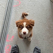 Bestof a rejoint le concours — aidez-le/la à gagner de superbes lots ! puppy, dog, brown, white, floor, concrete, shoes, workboots, metal_rods, looking_up, cute, pet, animal, construction, dusty, markings, standing, small, indoor, curious
