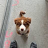 puppy, dog, brown, white, floor, concrete, shoes, workboots, metal_rods, looking_up, cute, pet, animal, construction, dusty, markings, standing, small, indoor, curious