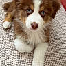 Bestof participe au concours pour gagner de l'argent avec cette photo : puppy, dog, brown, white, blue_eyes, fluffy, indoor, rug, textured_rug, flooring, wooden_floor, cute, pet, animal, young_dog, lying_down, looking_at_camera, fur, ears, nose