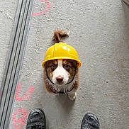 Bestof participe au concours pour gagner de l'argent avec cette photo : animal, brown_and_white, concrete_floor, construction, construction_helmet, curious, cute, dog, dusty, floor_markings, footwear, hard_hat, indoors, looking_up, metal_strips, pet, puppy, small_dog, work_boots, worksite