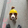 animal, brown_and_white, concrete_floor, construction, construction_helmet, curious, cute, dog, dusty, floor_markings, footwear, hard_hat, indoors, looking_up, metal_strips, pet, puppy, small_dog, work_boots, worksite