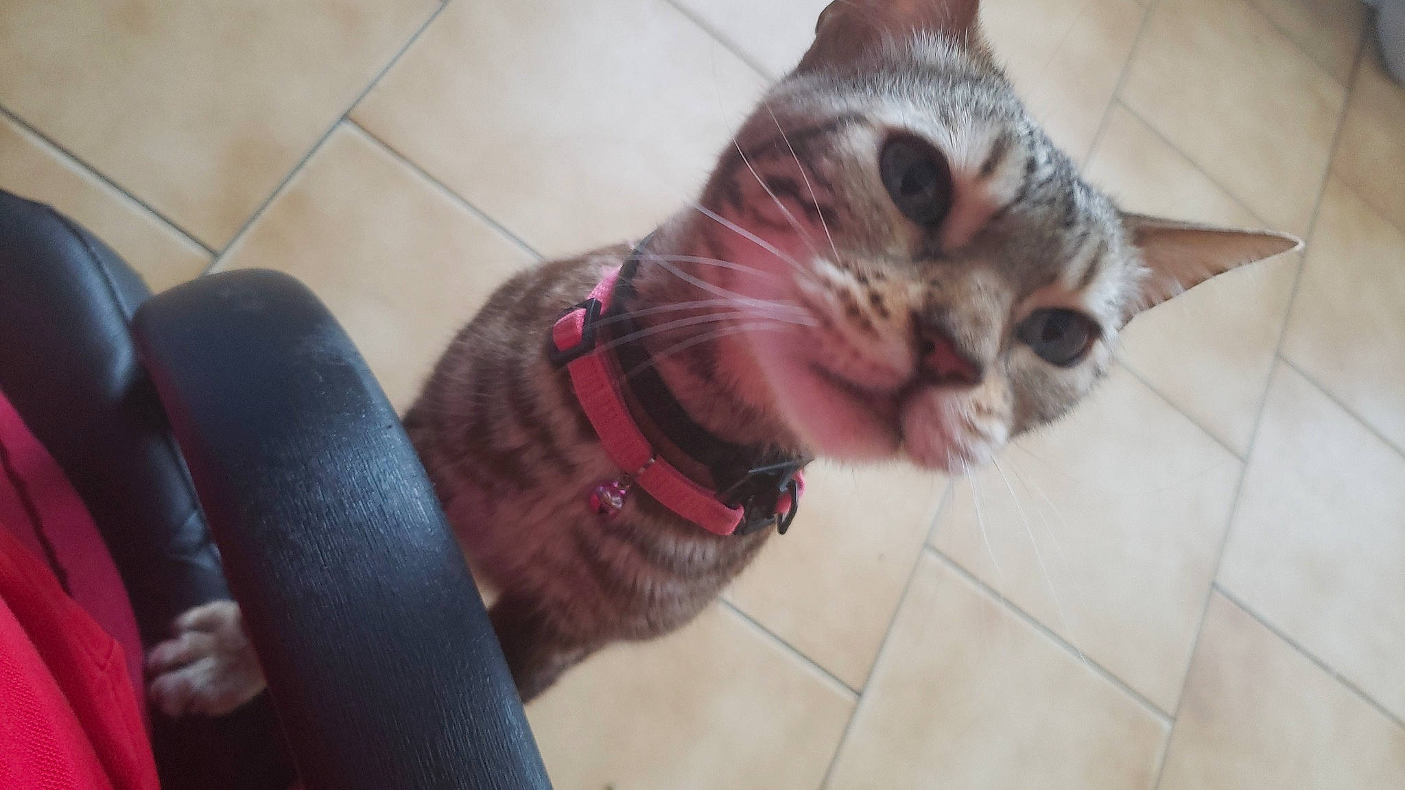 Natsu participe au concours pour gagner de l'argent avec cette photo : carnivore, cat, claw, collar, domestic_short_haired_cat, fang, fawn, felidae, flooring, fur, paw, small_to_medium_sized_cats, snout, tail, tile_flooring, whiskers, window