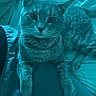 Snuggles is registered to the contest to win money with this photo: cat, tabby_cat, pet, indoor, lap, person, hand, bracelets, bed, blanket, comfort, relaxation, feline, animal, blue_tint, cozy, resting, fur, whiskers, paw