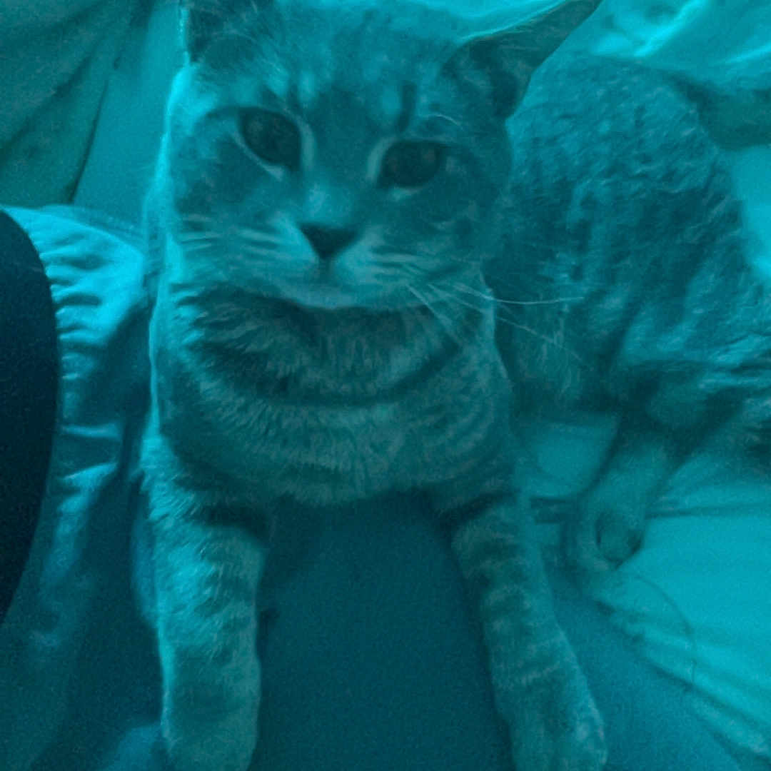 Snuggles is registered to the contest to win money with this photo: cat, tabby_cat, pet, indoor, lap, person, hand, bracelets, bed, blanket, comfort, relaxation, feline, animal, blue_tint, cozy, resting, fur, whiskers, paw