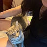 cat, person, lap, black_top, indoor, furniture, bed, resting, pet, animal, comfort, home, relaxing, human, shorts, light, hair, skin, seated, cozy