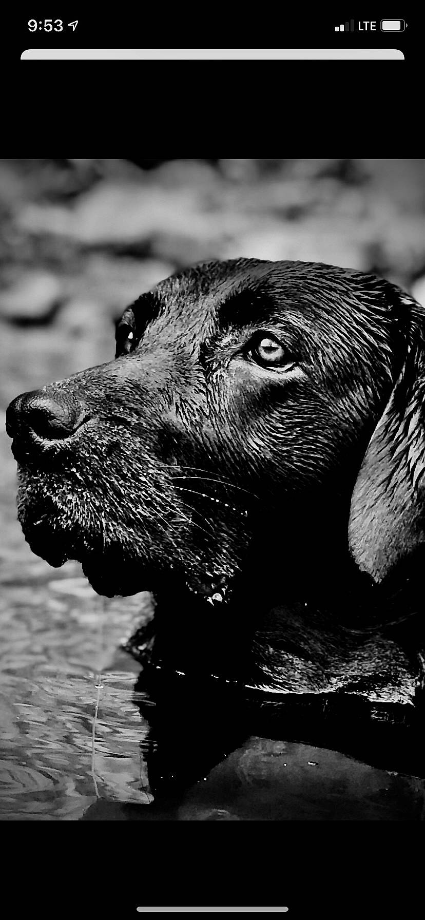 Luna is registered to the contest to win money with this photo: black_and_white, canidae, carnivore, companion_dog, dog, dog_breed, fur, gun_dog, liver, mammal, monochrome, monochrome_photography, snout, sporting_group, style, terrestrial_animal, vertebrate, water, whiskers, working_animal