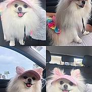 Pershing joined the competition — help win amazing prizes! dog, pomeranian, pet, pink_visor, colorful_skirt, car_interior, backseat, happy, smiling, fluffy, white_fur, cute, small_dog, animal, canine, portrait, sitting, sunlight, accessory, vehicle