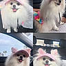 dog, pomeranian, pet, pink_visor, colorful_skirt, car_interior, backseat, happy, smiling, fluffy, white_fur, cute, small_dog, animal, canine, portrait, sitting, sunlight, accessory, vehicle